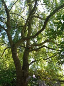 IMG_20250430_141201