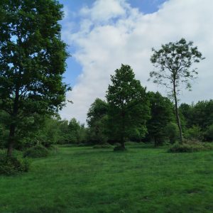 IMG_20250518_171224
